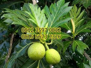 Jual Bibit Sukun