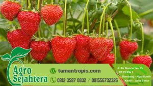 Jual Bibit Stawberry