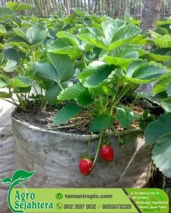 Jual Bibit Stawberry