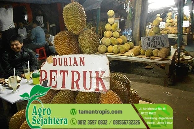 Jual Bibit Durian Petruk Jepara