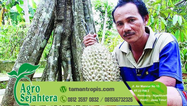 Jual Bibit Durian Bawor asli banyuwangi