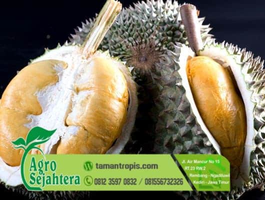 Jual Bibit Durian Unggul Duri Hitam dari Malaysia