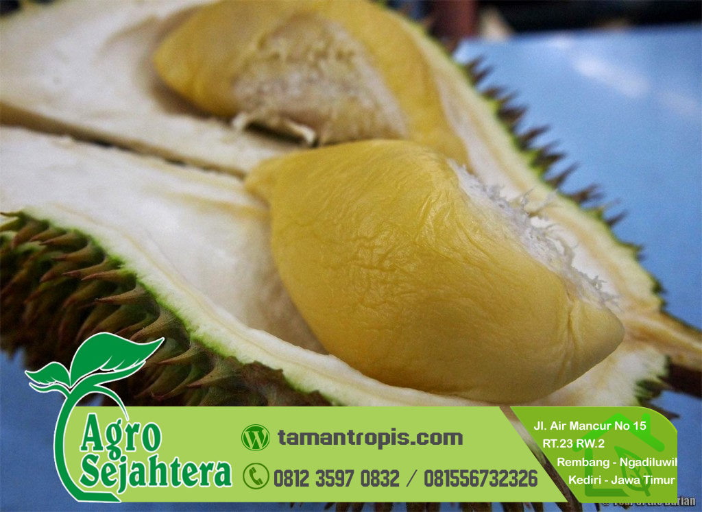 Jual Bibit Durian Sultan / D 24 Malaysia