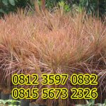 Jual Bibit Bunga Tricolor