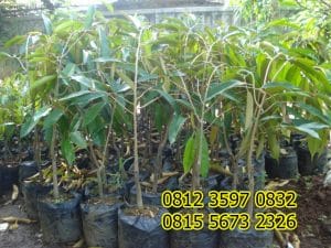 Jual Bibit Durian Montong