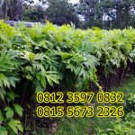 Jual Bibit Sukun