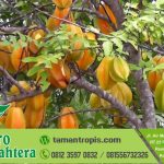 Jual Bibit Belimbing, Varietas Unggul Terjamin