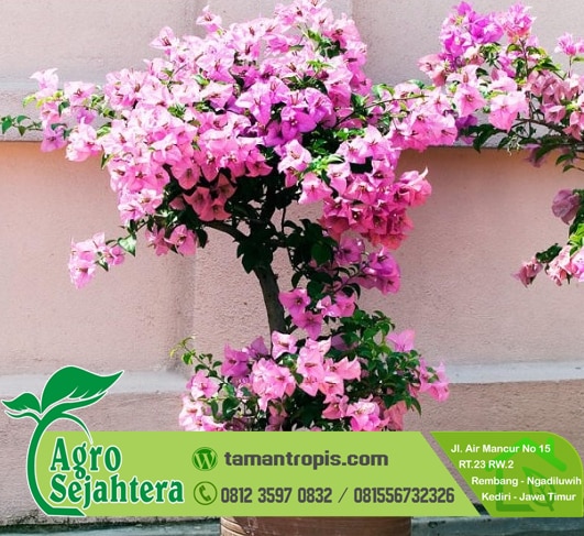Jual Bunga Bugenvil Stek Jual Bunga Bugenvil Stek