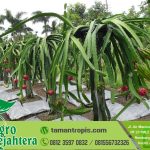 Jual Bibit Naga Merah