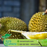 Jual Bibit Durian Musang King