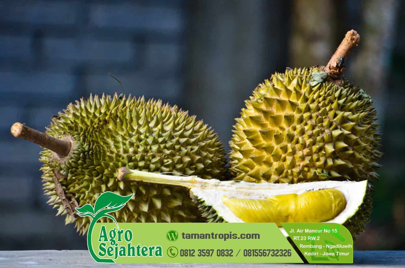 Jual Bibit Durian Musang King