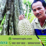 Jual Bibit Durian Bawor asli banyuwangi