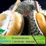 Jual Bibit Durian Unggul Duri Hitam dari Malaysia