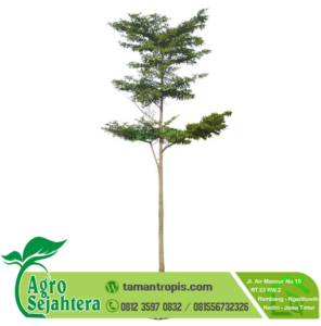 Harga Ketapang Kencana - TAMANTROPIS