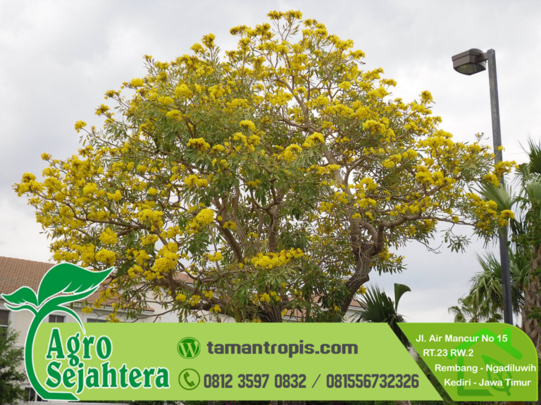 Harga Bibit Bunga Tabebuya Harga Bibit Bunga Tabebuya