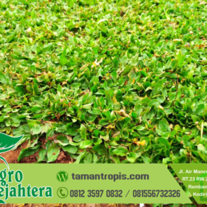 Jual Bibit Tanaman  Pohon  Siap Kirim Seluruh Indonesia
