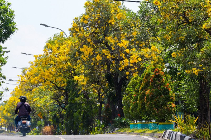 Pohon Tabebuya Kuning