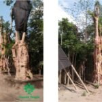jual pohon pule fosil