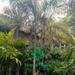pohon palem raja
