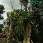 pohon pule fosil