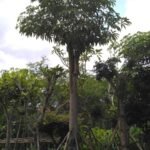 pohon pule