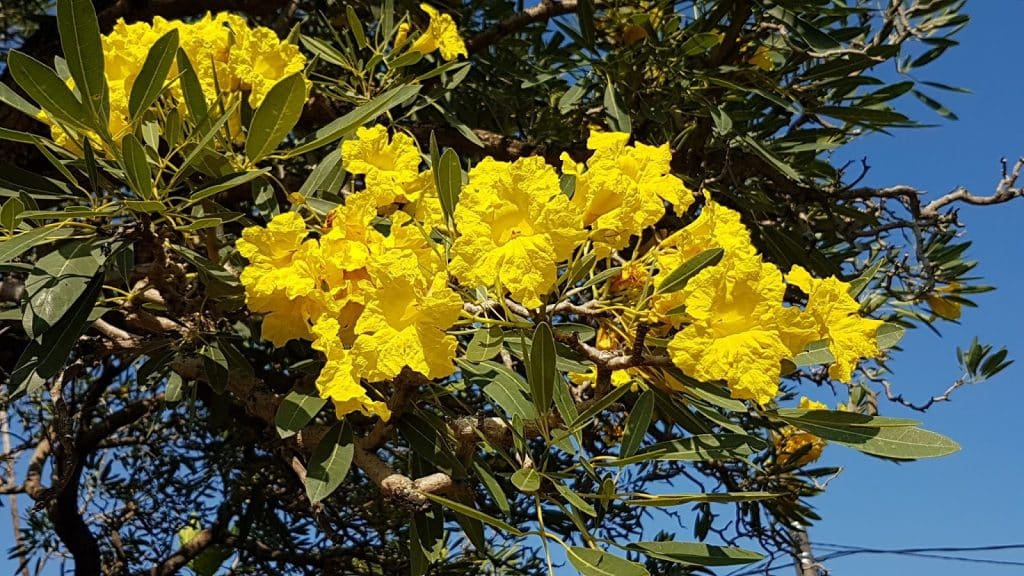 pohon tabebuya kuning