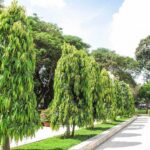 pohon glodokan tiang