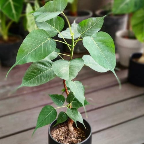 pohon bodhi