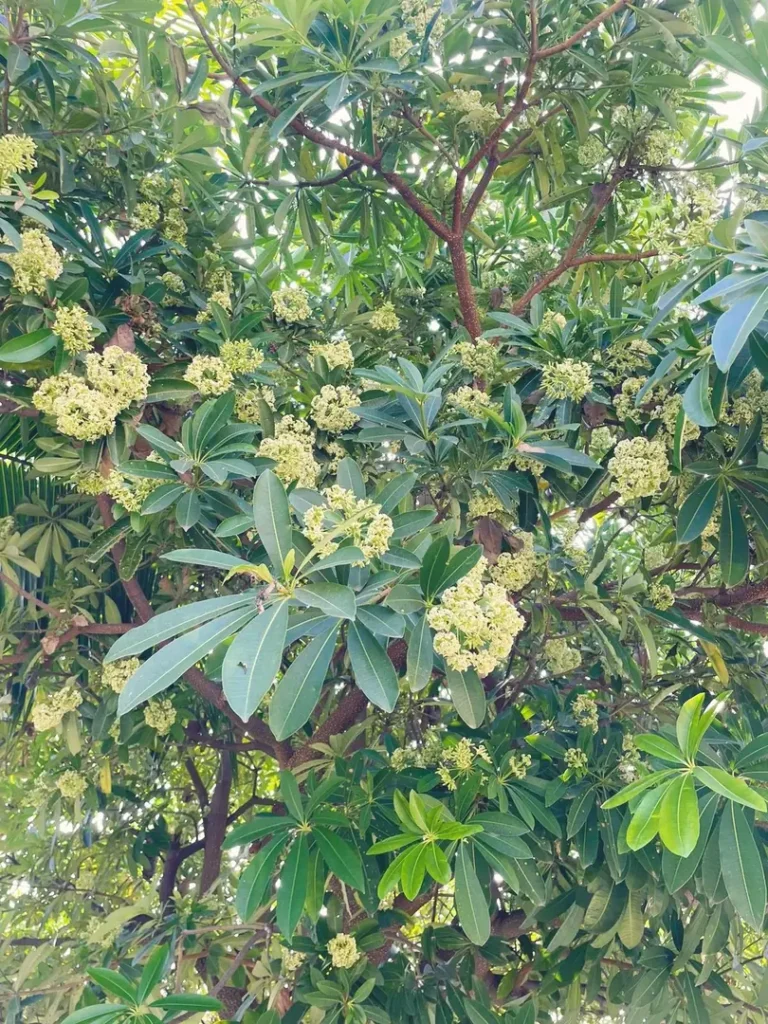 Manfaat Pohon Pule untuk Penghijauan