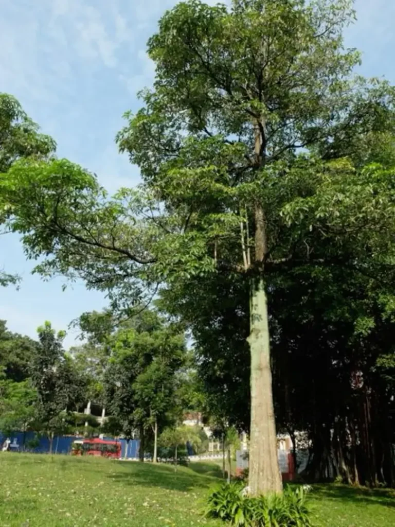 Manfaat Pohon Pule untuk Penghijauan, Taman, dan Landscape