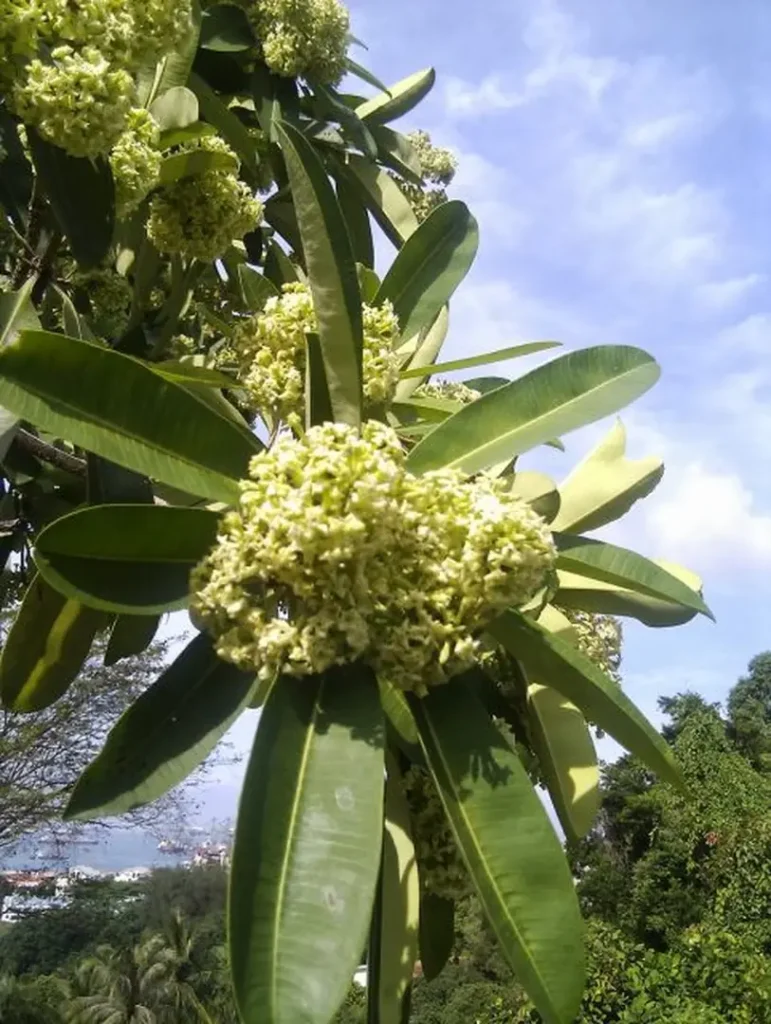 Manfaat Pohon Pule untuk Taman dan Landscape