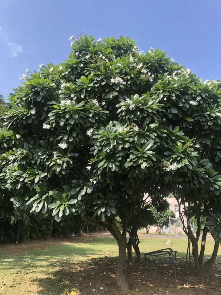Mengenal Pohon Pule